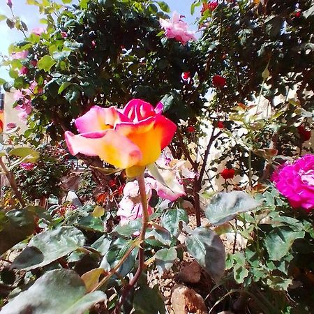 Las/Rosas Orgaz エクステリア 写真